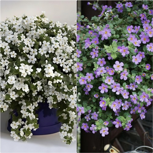 浙庭院小花匠*单瓣百可花*半耐寒多年生*组盆寄植*花期长假马齿苋