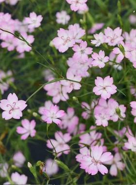 浙庭院小花匠*小麦仙翁“樱花”半耐寒一年生*低维护清新*樱雪轮
