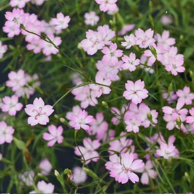 浙庭院小花匠*小麦仙翁“樱花”半耐寒一年生*低维护清新*樱雪轮