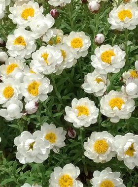 鲁庭院小花匠*圆瓣花笺菊“纸娃娃”半耐寒多年生*干花永生花素材