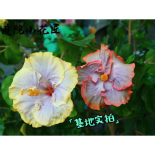 鲁庭院小花匠*变色扶桑“梦幻霓裳”扦插苗*多年生*耐热花期长