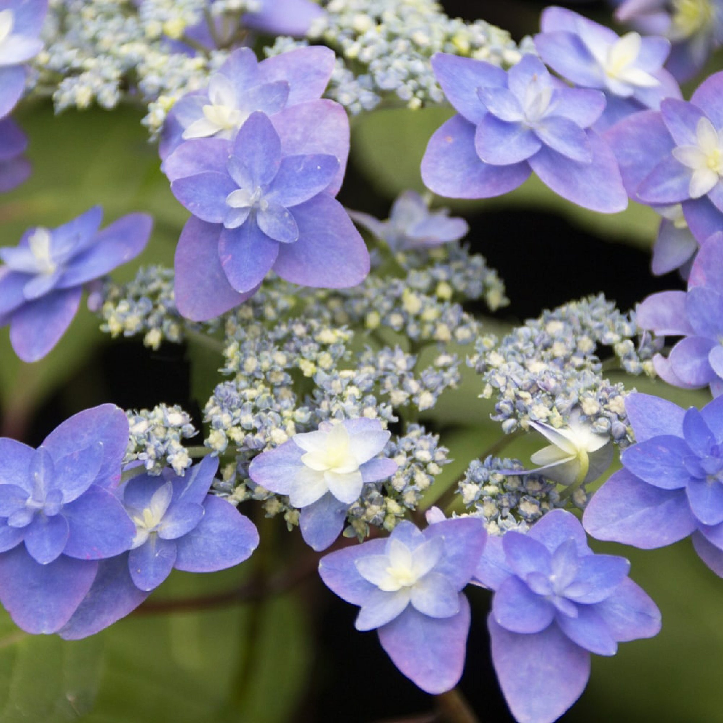 鲁庭院小花匠*山绣球“深山八重紫”耐寒多年生*小型耐阴*适阳台