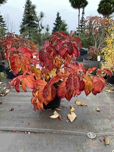 浙庭院小花匠*大叶锦带“莱姆巨兽”耐寒多年生*观叶秋色盆栽地栽