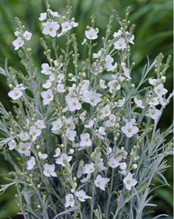 浙庭院小花匠*柳叶星河*耐寒多年生*银叶线条*耐湿热可短时浅水生