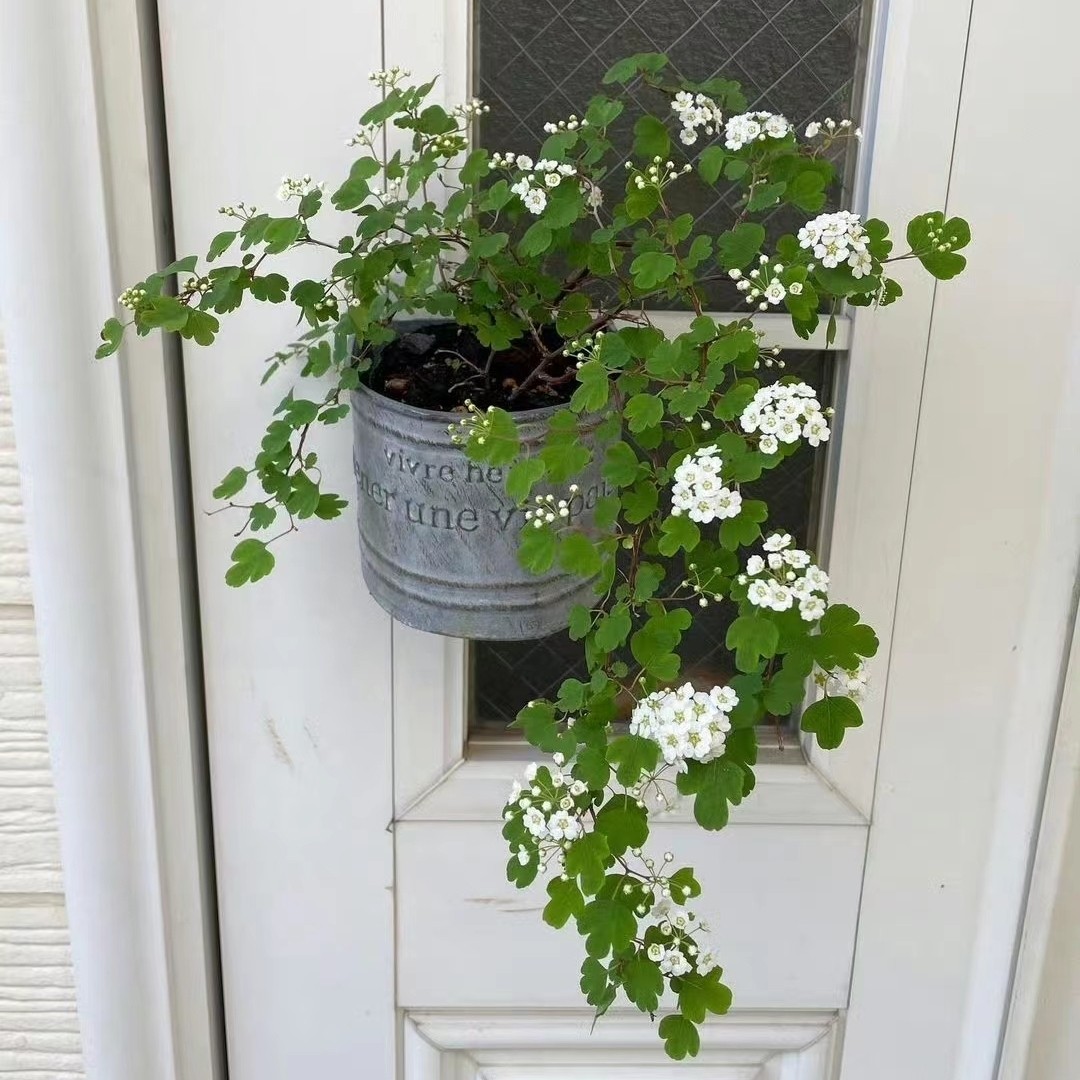 浙庭院小花匠*三裂绣线菊*小型绣线菊适合小空间*非菱叶绣线菊