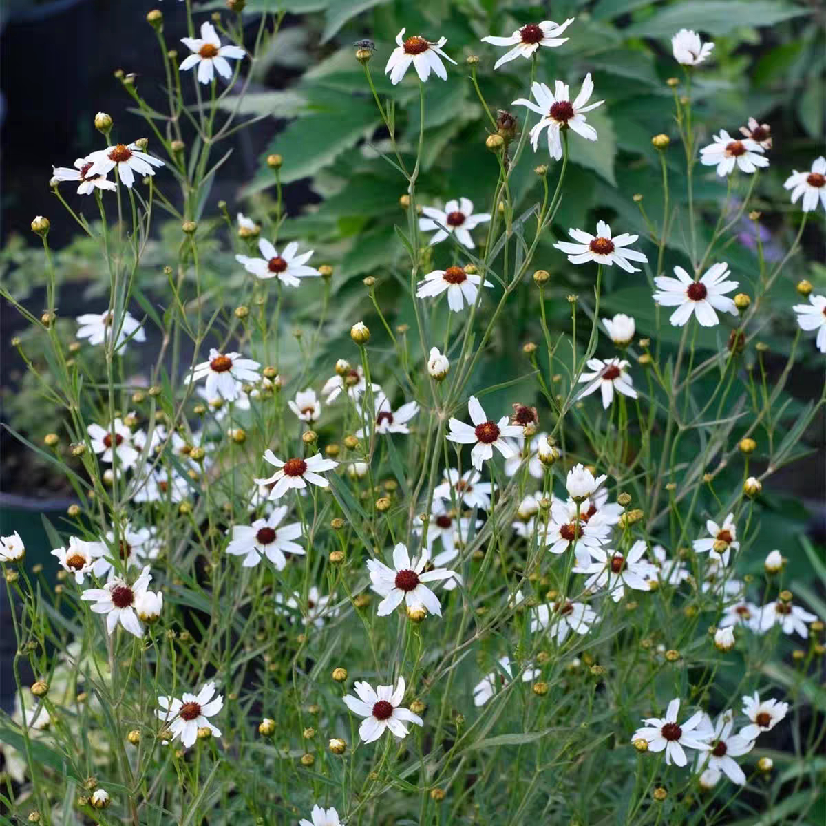 鲁庭院小花匠*迷你金鸡菊“黄铜矿”耐寒多年生*耐湿热*花期长图片