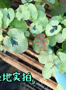 鲁庭院小花匠*花叶玉山悬钩子“雪镜”耐寒多年生*彩叶地被垂吊