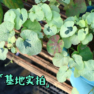 鲁庭院小花匠*花叶玉山悬钩子“雪镜”耐寒多年生*彩叶地被垂吊