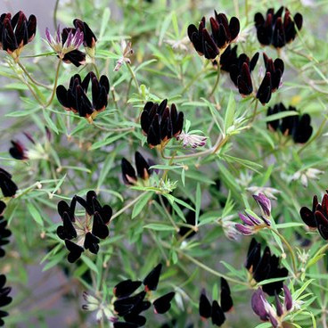 鲁庭院小花匠*雅各布百脉根*半耐寒多年生*花灌木暗系*叶子蓝绿,鲜花速递/花卉仿真/绿植园艺,时令草本花卉,淘宝优惠券,粉丝福利购,淘宝优惠卷