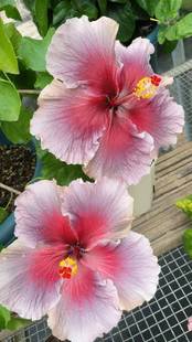 鲁庭院小花匠*变色扶桑“真爱”扦插苗*多年生*耐热花期长*朱槿