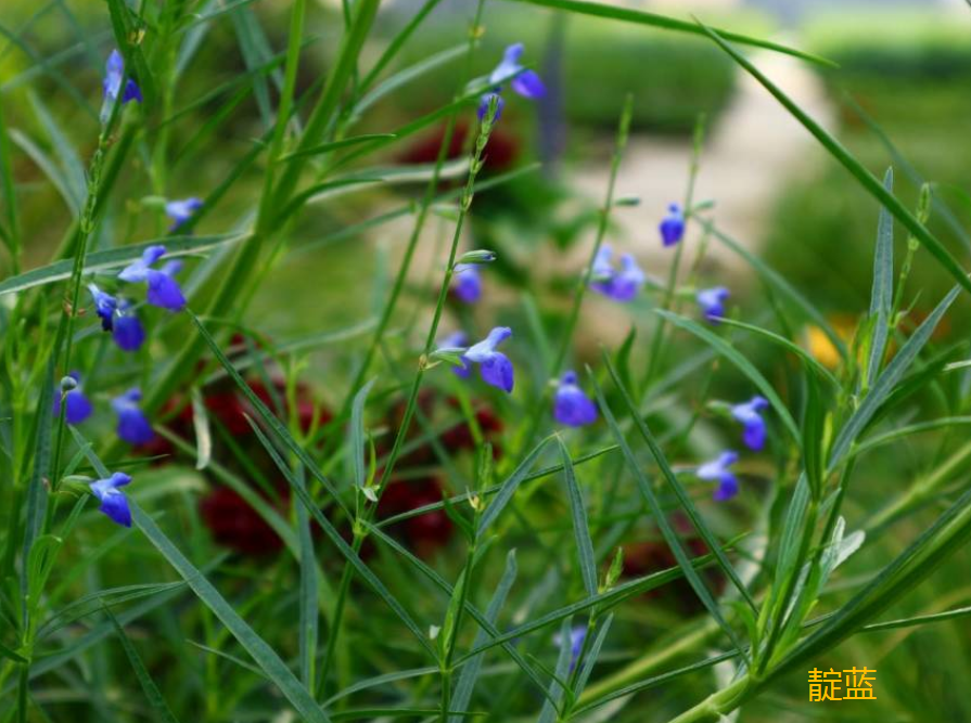 浙庭院小花匠*靛蓝/蔚蓝鼠尾草*耐寒耐热宿根植物*田园盆栽庭院