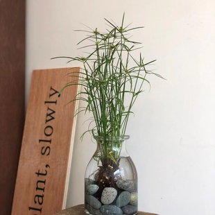 浙庭院小花匠*姬旱伞草*半耐寒多年生*水生耐热*迷你风车草水竹