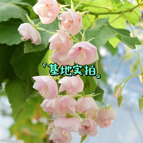 浙庭院小花匠*椴叶非洲芙蓉*多年生*芳香*耐热花期长*南非吊芙蓉