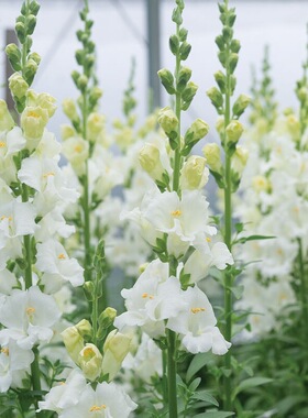 浙庭院小花匠*切花金鱼草“香蒂尔”白色*耐寒多年生*线条植物