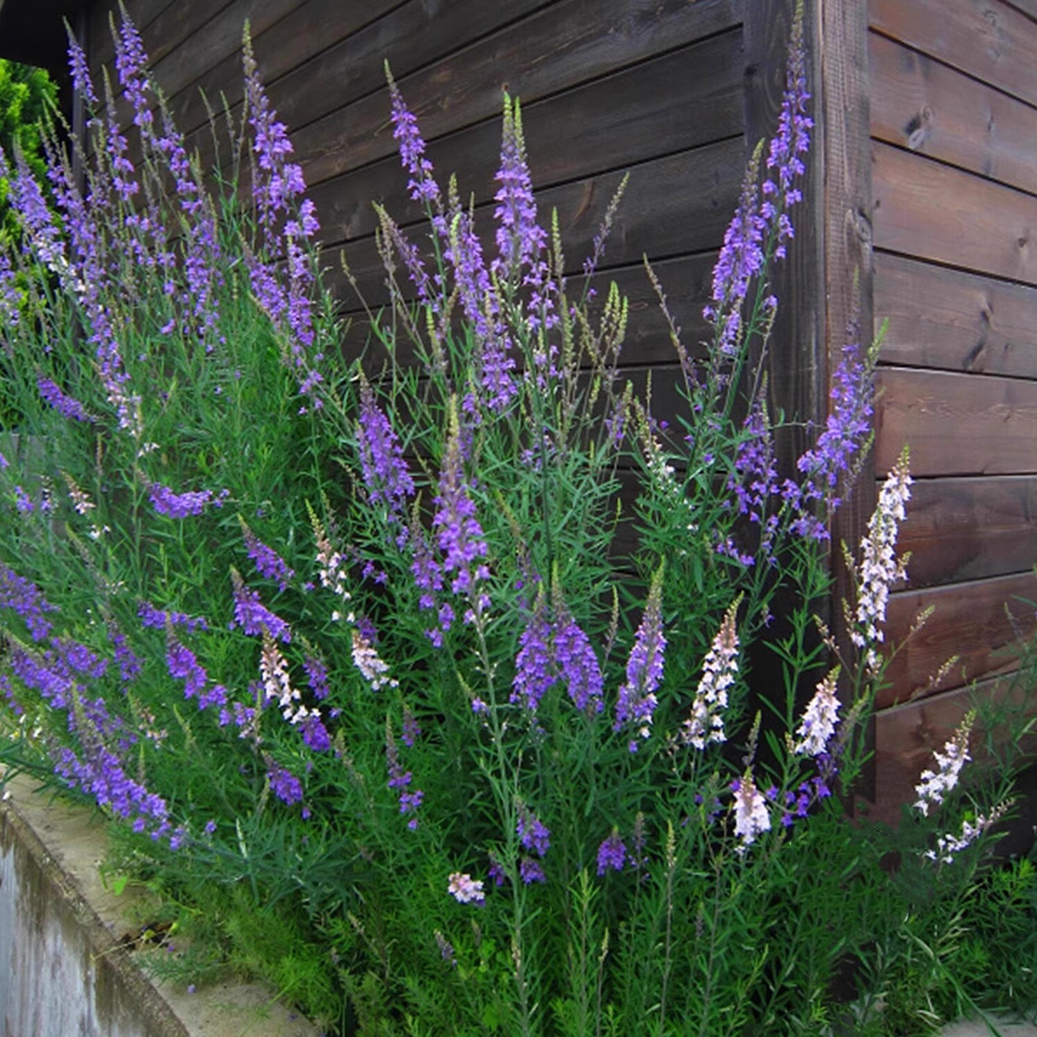 鲁庭院小花匠*多品种宿根柳穿鱼"粉穗/紫穗/杏色魅力"姬金鱼草