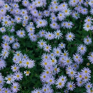 浙庭院小花匠*狭叶马兰*耐寒多年生*耐热低维护*观花可食*马兰头