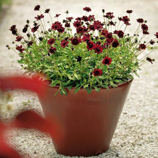 鲁庭院小花匠*宿根巧克力秋英*多年生*矮生芳香*抗性相对优秀暗系