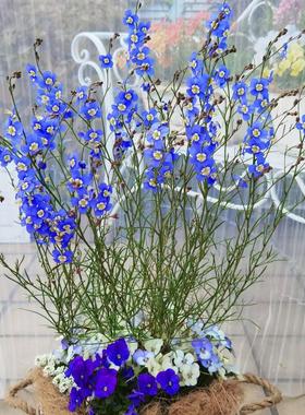 浙庭院小花匠*日冠花“蓝色脉冲”半耐寒一年生*艳丽喜光荠