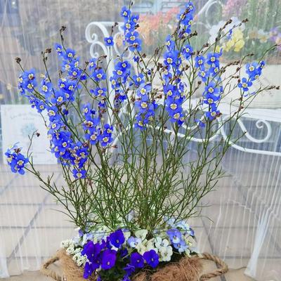 浙庭院小花匠*日冠花“蓝色脉冲”半耐寒一年生*艳丽喜光荠