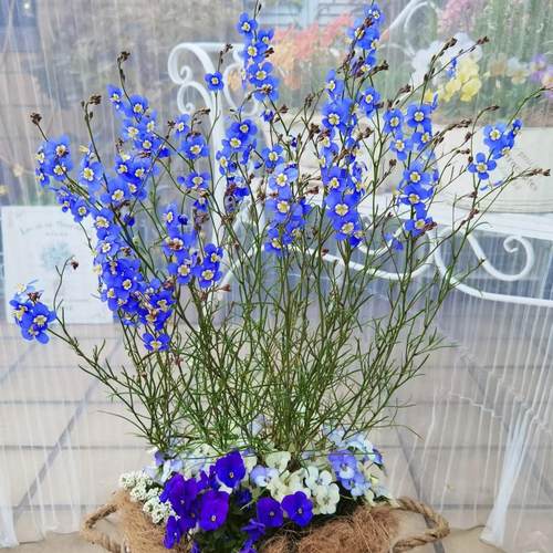 浙庭院小花匠*日冠花“蓝色脉冲”半耐寒一年生*艳丽喜光荠