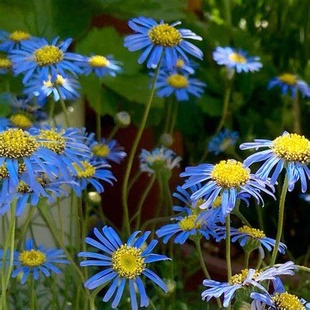 浙庭院小花匠*翠鸟雏菊*多年生*花梗高挑小清新*耐热一般*可留种