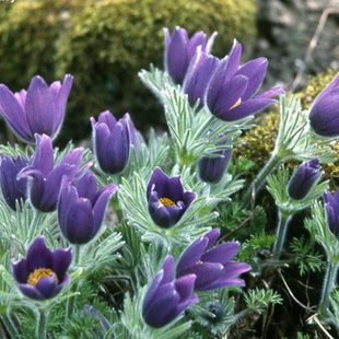 鲁庭院小花匠*白头翁*耐寒多年生*耐热品种*低维护宿根原生植物