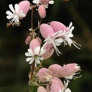 浙庭院小花匠*白玉草混色*半耐寒一年生*观赏时间长*野趣山野草