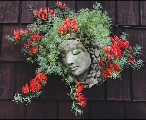 鲁庭院小花匠*宽叶版鹦鹉嘴百脉根*多年生*银叶垂吊/壁挂/铺地