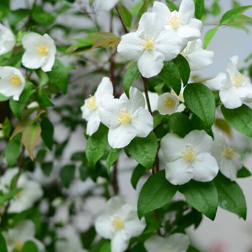 浙庭院小花匠*大花山梅花“纳齐兹”耐寒多年生*花量大两季花芳香