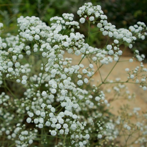 鲁庭院小花匠*宿根满天星“银河”耐寒多年生*白色重瓣*可切花