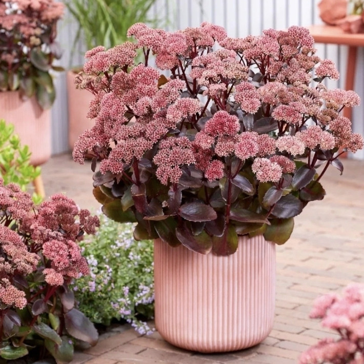 浙庭院小花匠*景天"黑骑士"耐寒多年生*耐热多肉*花叶共赏*暗系