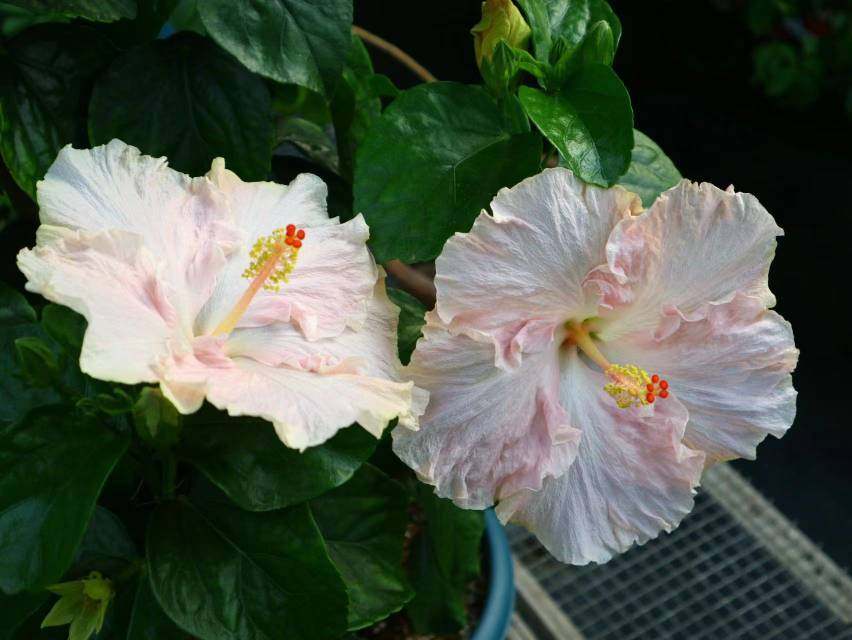 鲁庭院小花匠*变色扶桑“素梅”扦插苗*多年生*耐热*花期长*朱槿