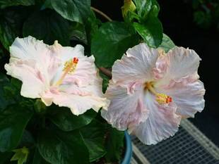 鲁庭院小花匠*变色扶桑“素梅”扦插苗*多年生*耐热花期长*朱槿