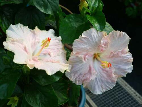 鲁庭院小花匠*变色扶桑“素梅”扦插苗*多年生*耐热花期长*朱槿