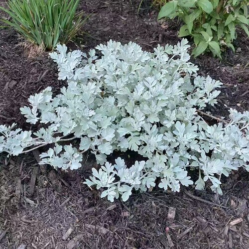 鲁庭院小花匠*白妙菊“莫里斯”半耐寒多年生*银叶低矮*寄植组盆