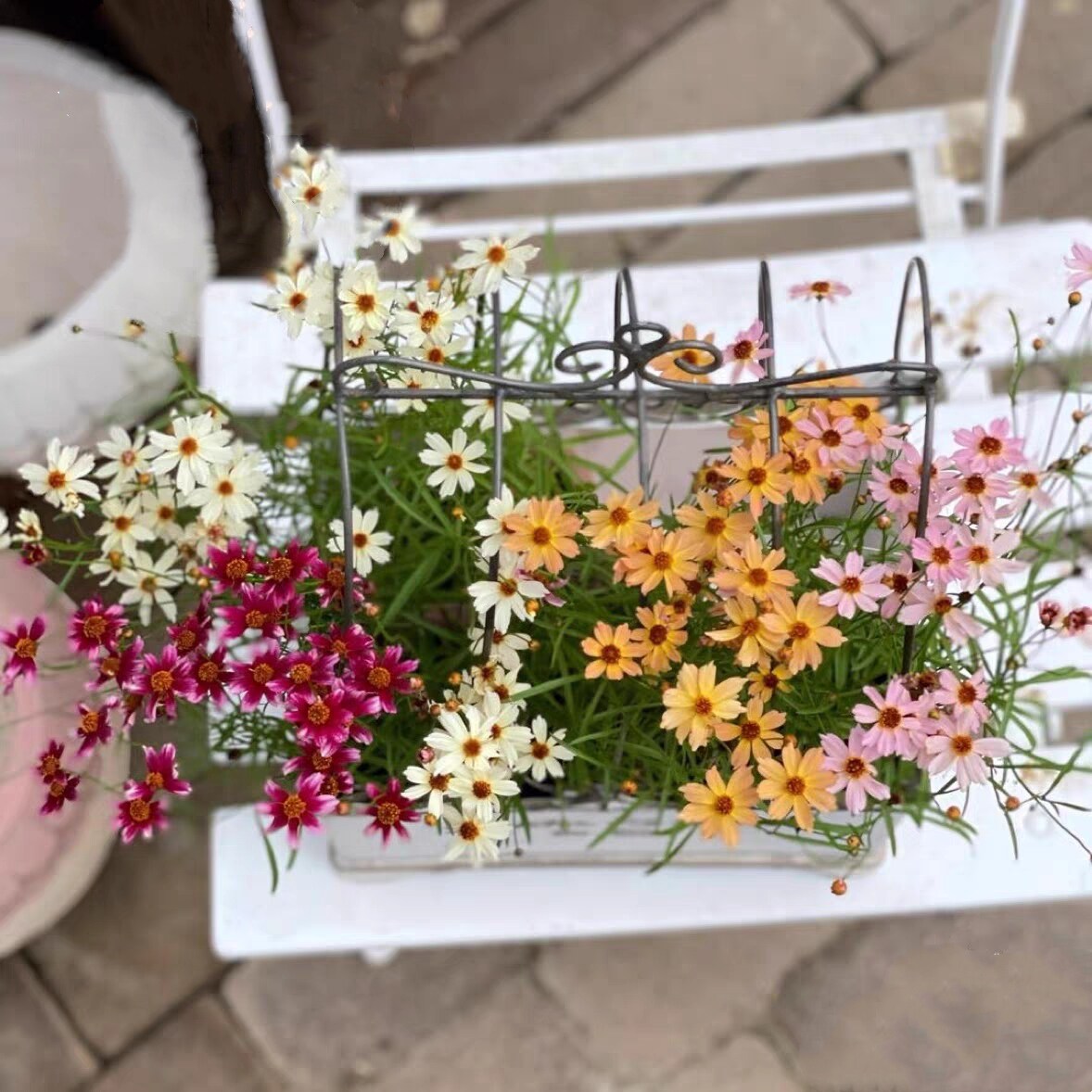 浙庭院小花匠*多品种*迷你金鸡菊宿根*耐寒多年生*耐湿热花期长图片