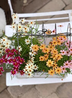 浙庭院小花匠*多品种*迷你金鸡菊宿根*耐寒多年生*耐湿热花期长