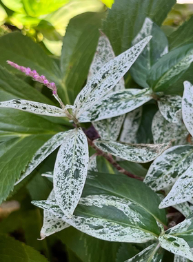 鲁庭院小花匠*花叶长鬃蓼“雪樱”*多年生*常做一年*耐湿热*组盆