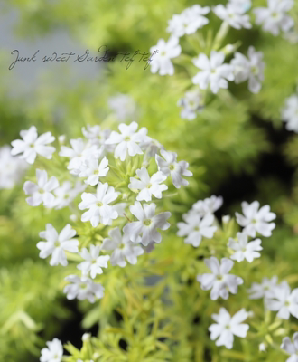 鲁庭院小花匠*金叶细叶美女樱“稀有金属”半耐寒多年生*组盆彩叶