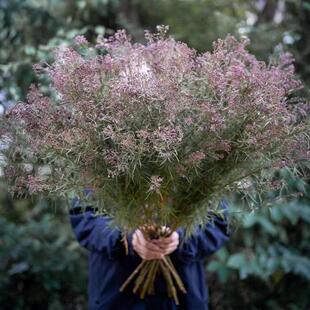 浙庭院小花匠*羽叶泽兰“羽衣”*耐寒多年生*花园百搭宿根*耐热