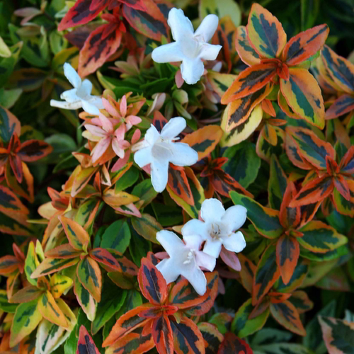 浙庭院小花匠*花叶六道木“万花筒”耐寒多年生*叶色多变*耐热