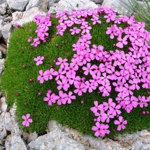 浙庭院小花匠*无茎蝇子草/垫状蝇子草*耐寒多年生*极地植物入门款