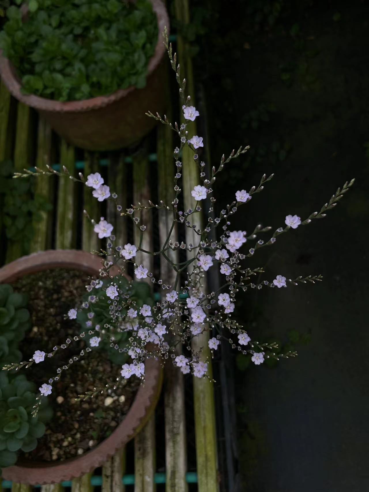 魯庭院小花匠*巖生補血草/卡斯匹匙葉草*耐熱墊狀原生勿忘我