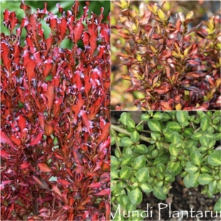 鲁庭院小花匠*新西兰彩茜草*半耐寒多年生*晚霞&比特森*彩叶组盆