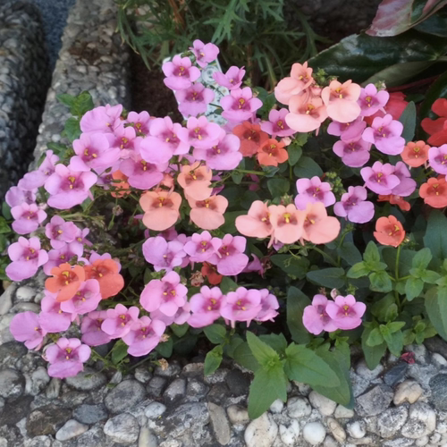 鲁庭院小花匠*双距花“多色可选”半耐寒多年生*花量大*可组盆