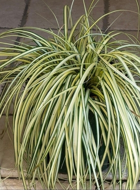 鲁庭院小花匠*花叶苔草“金心”耐寒多年生*观赏草*线条*组盆田园