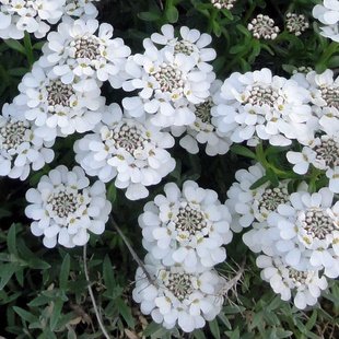 鲁庭院小花匠*常绿屈曲花*耐寒多年生*地被亚灌木花毯*寄植组盆