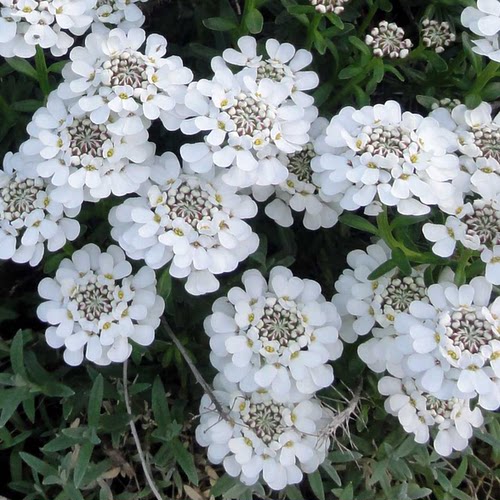 鲁庭院小花匠*常绿屈曲花*耐寒多年生*地被亚灌木花毯*寄植组盆