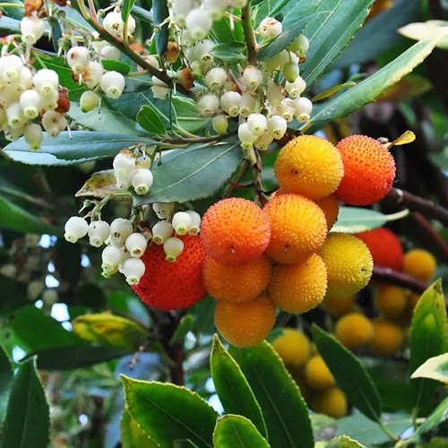 鲁庭院小花匠*矮生草莓树*耐寒多年生*耐热*杜鹃花科*可食荔莓