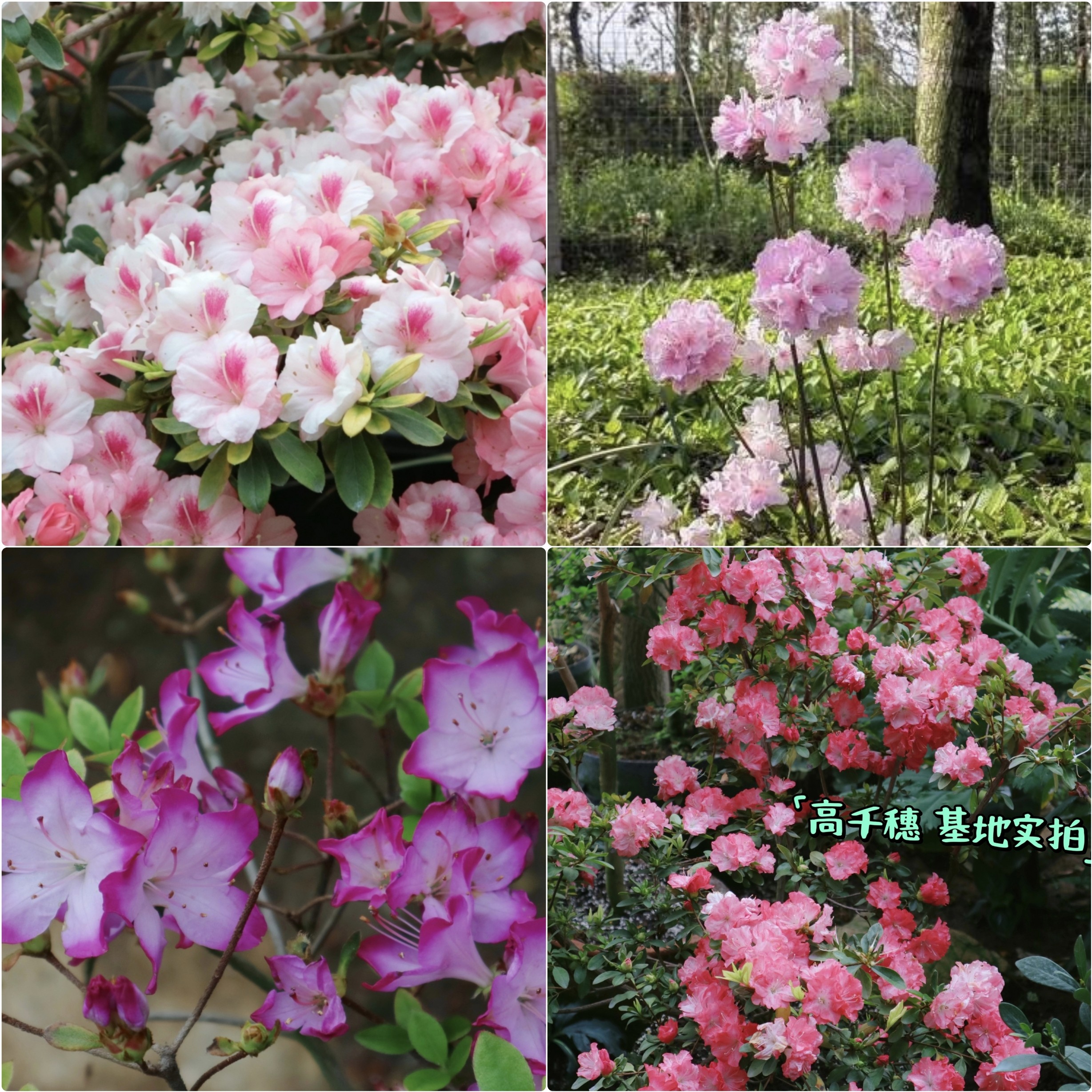 鲁庭院小花匠*久留米杜鹃*耐寒多年生*春鹃类花量大*皮实耐阴耐热